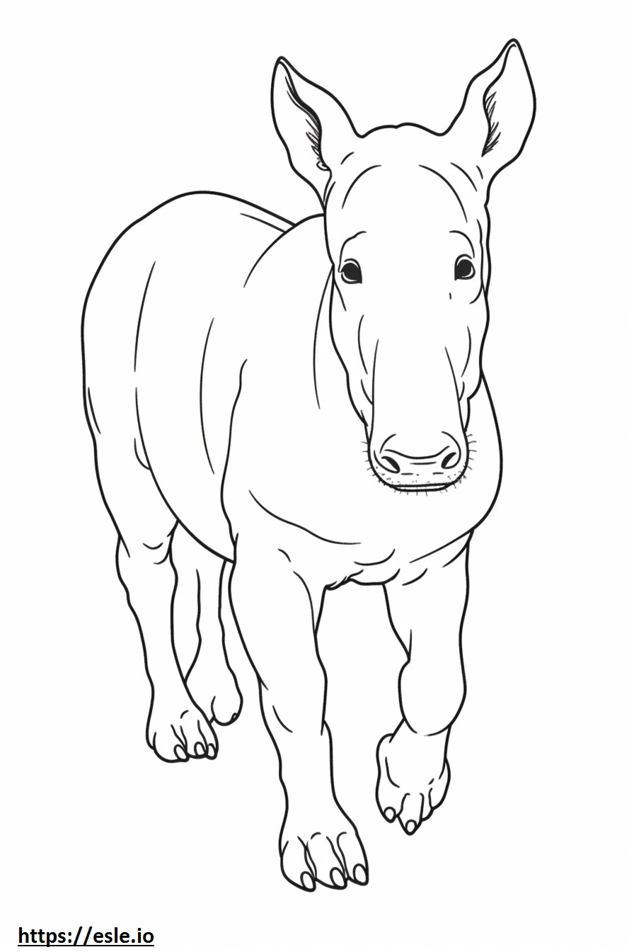 Bull Terrier Playing coloring page