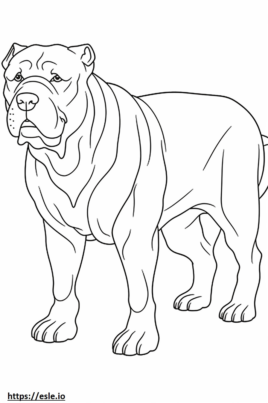 Bulldog tot corpul de colorat