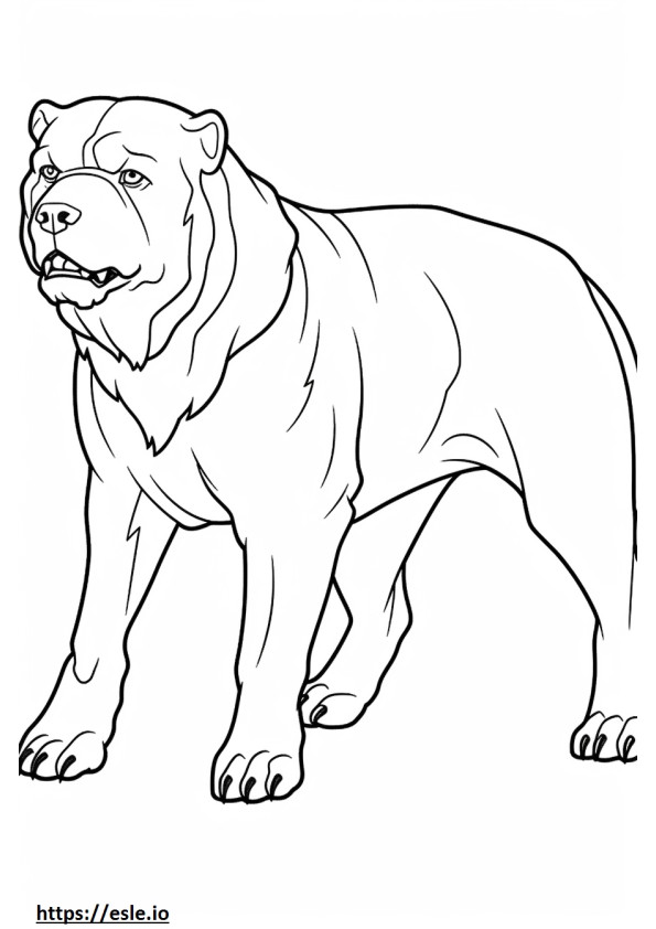 Bulldog teljes test szinező