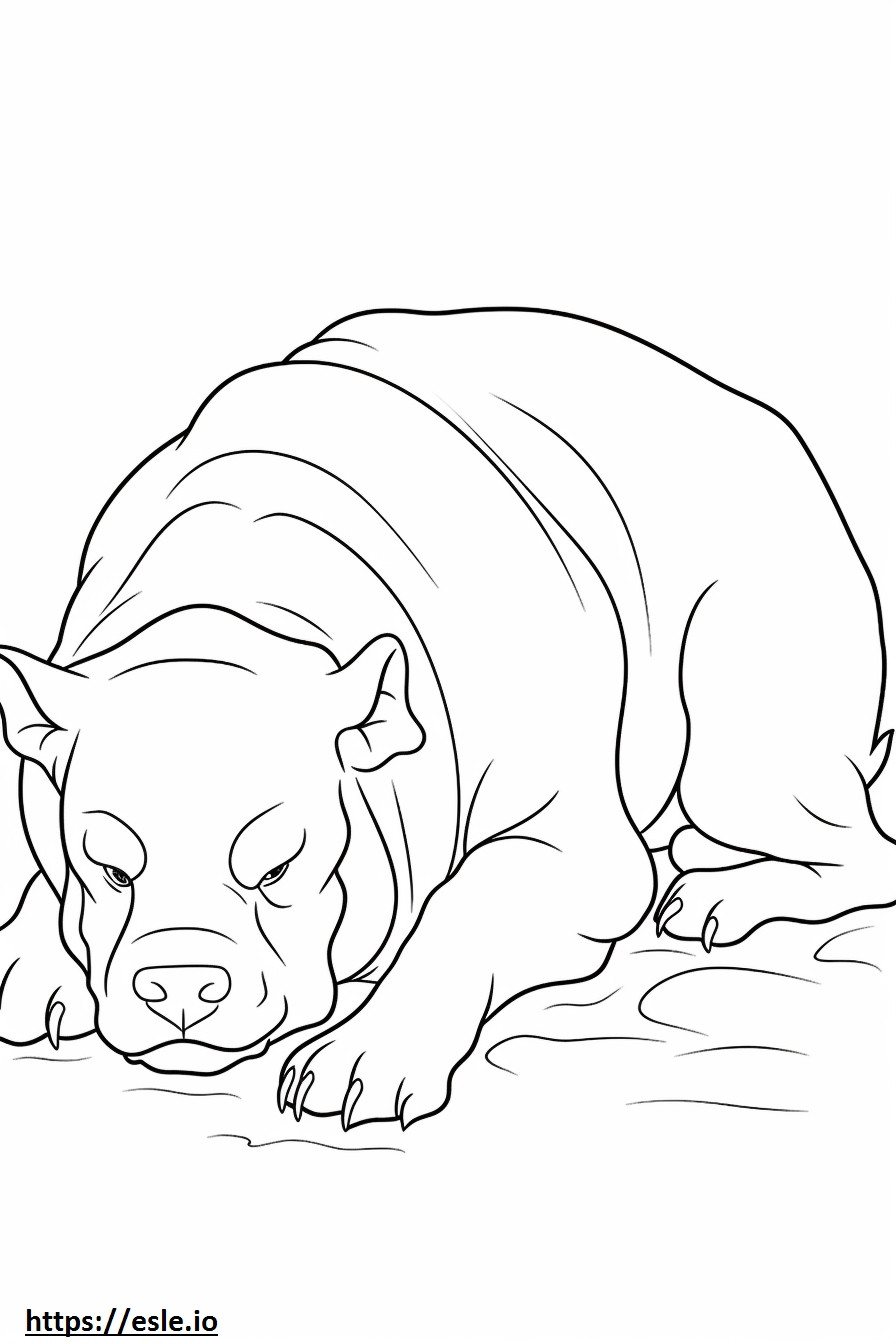 Bulldog alszik szinező