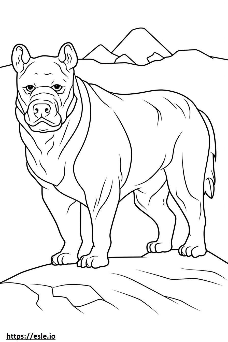 Bulldog care se joacă de colorat
