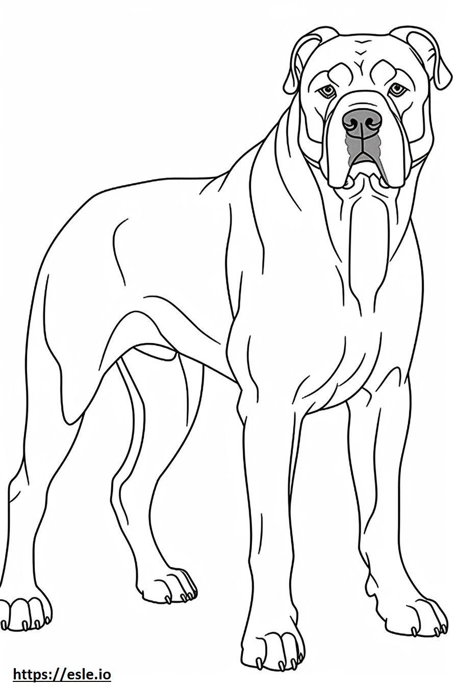 Bullmastiffi kokovartalo värityskuva