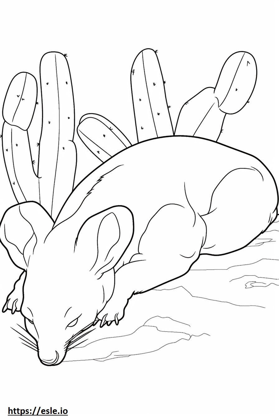 Kaktusowa mysz śpi kolorowanka