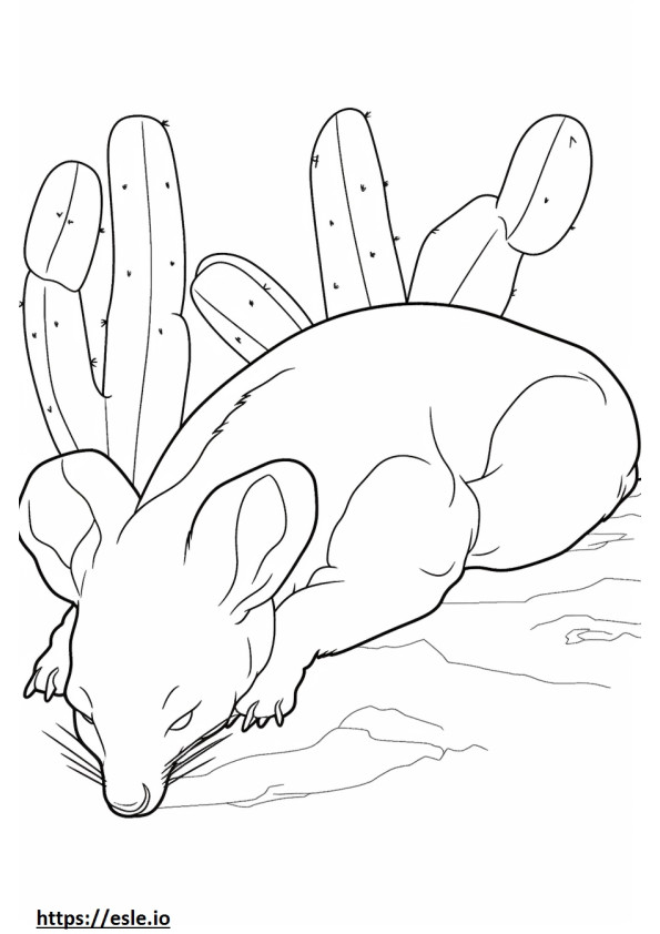 Kaktusz egér alszik szinező