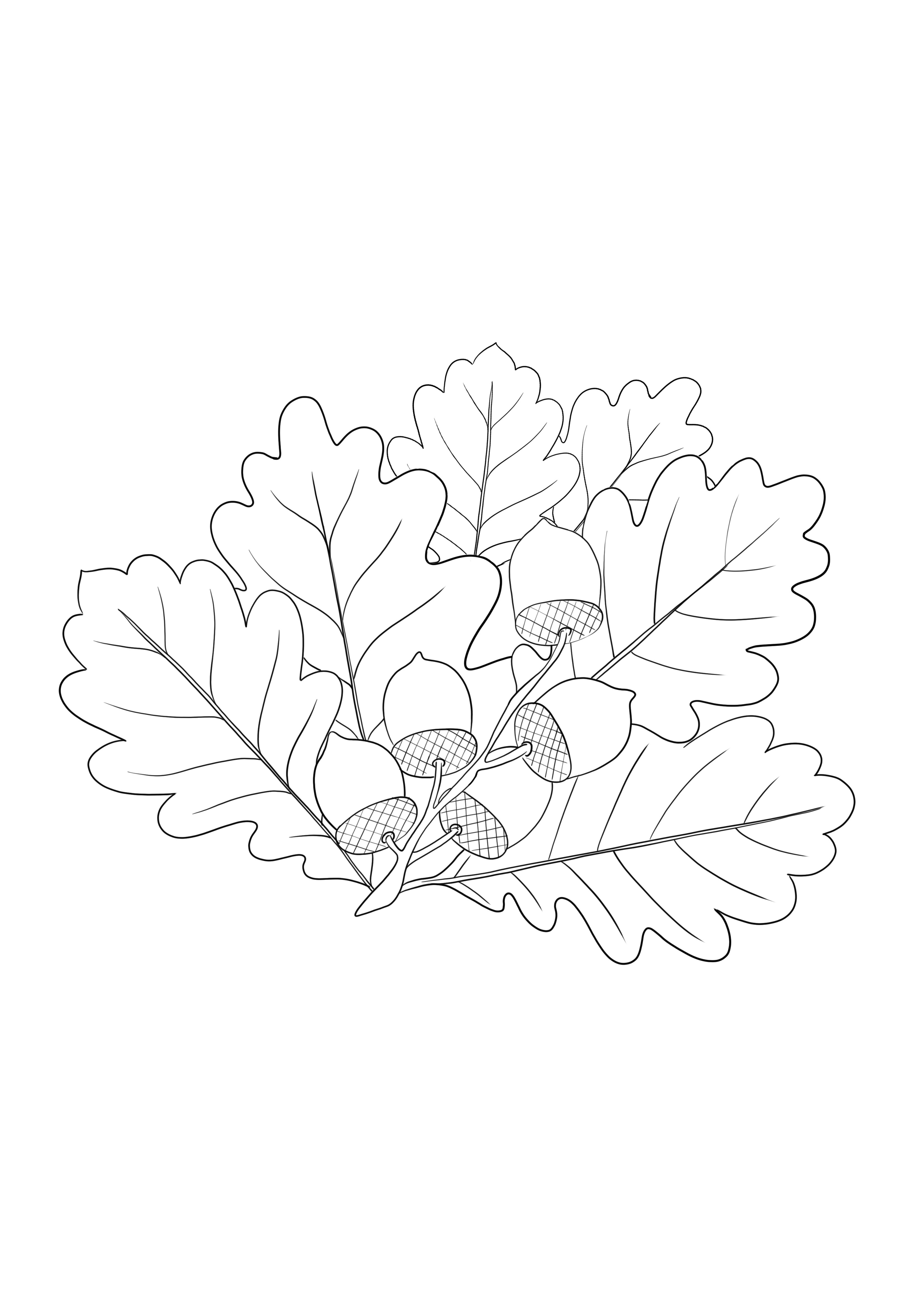 Oak branch- leaves and acorns free to download and color image