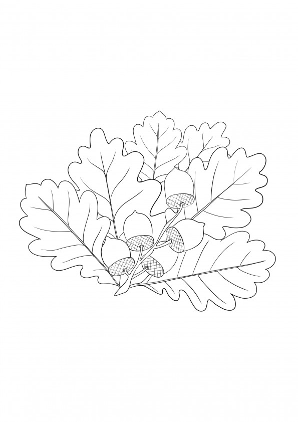 Oak branch- leaves and acorns free to download and color image