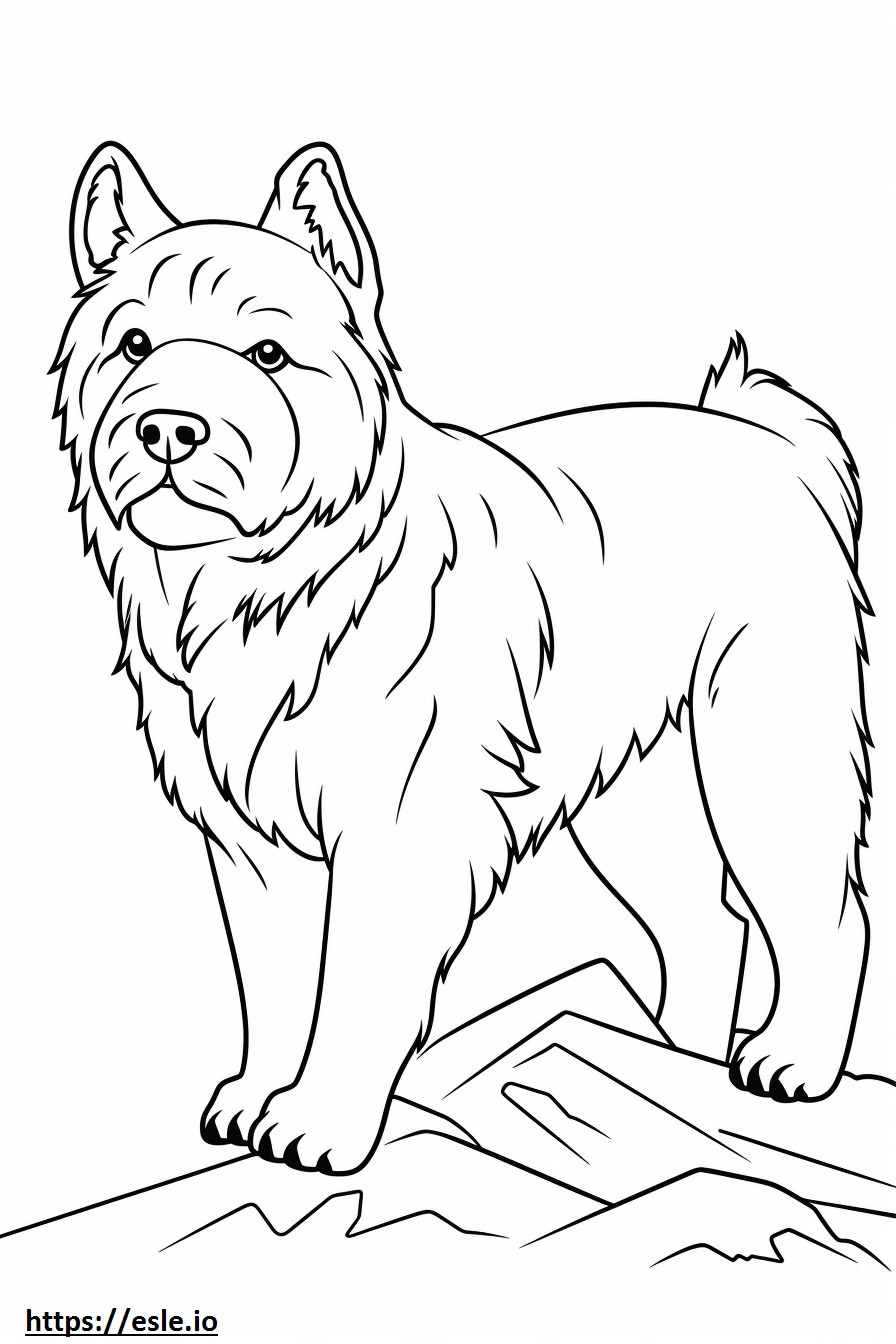 Cairn Terrier Playing coloring page