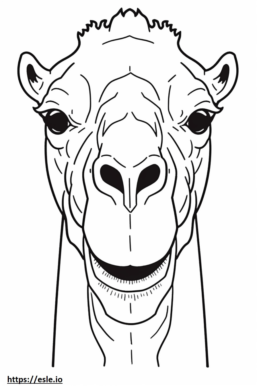 Kamelin kasvot värityskuva