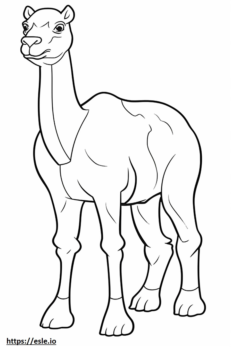 Corpo intero di cammello da colorare