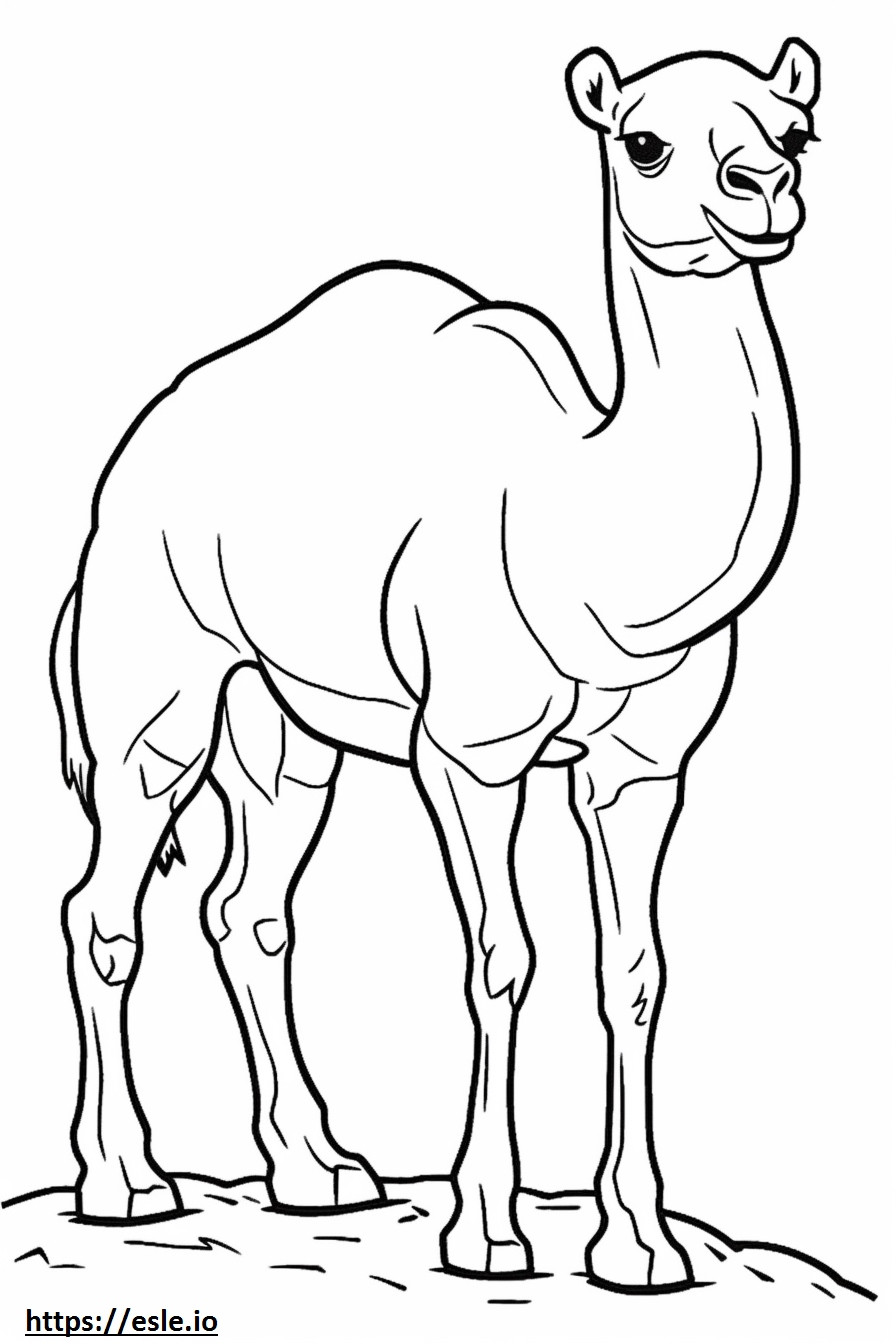 Kameli sarjakuva värityskuva