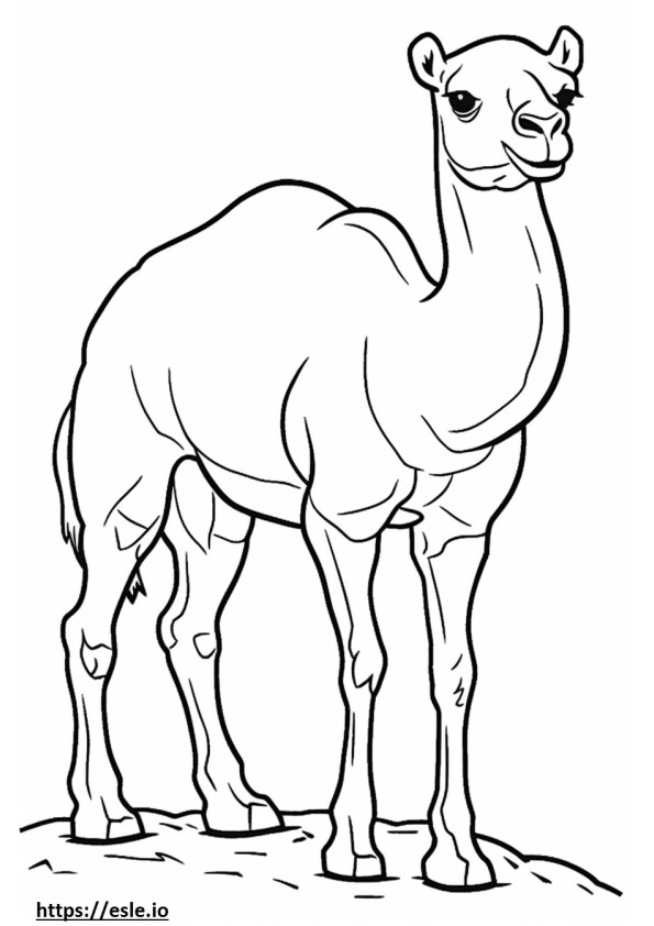 Desenho de camelo para colorir