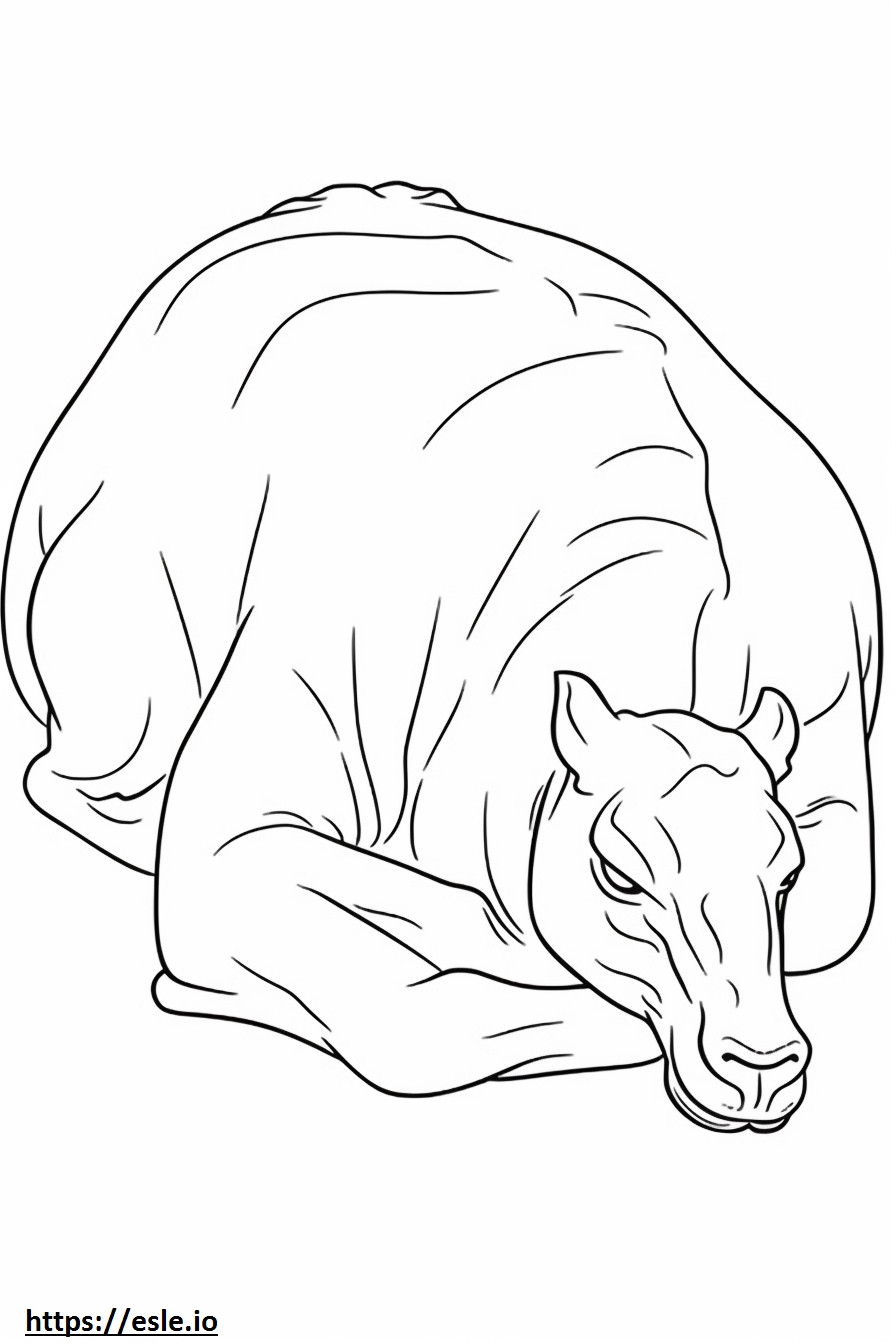 Schlafendes Kamel ausmalbild