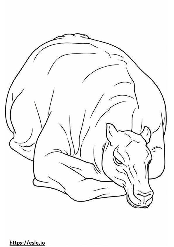 Kameli nukkuu värityskuva
