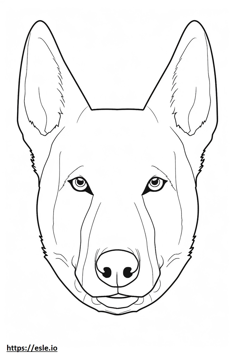 Cara de perro de Canaán para colorear e imprimir