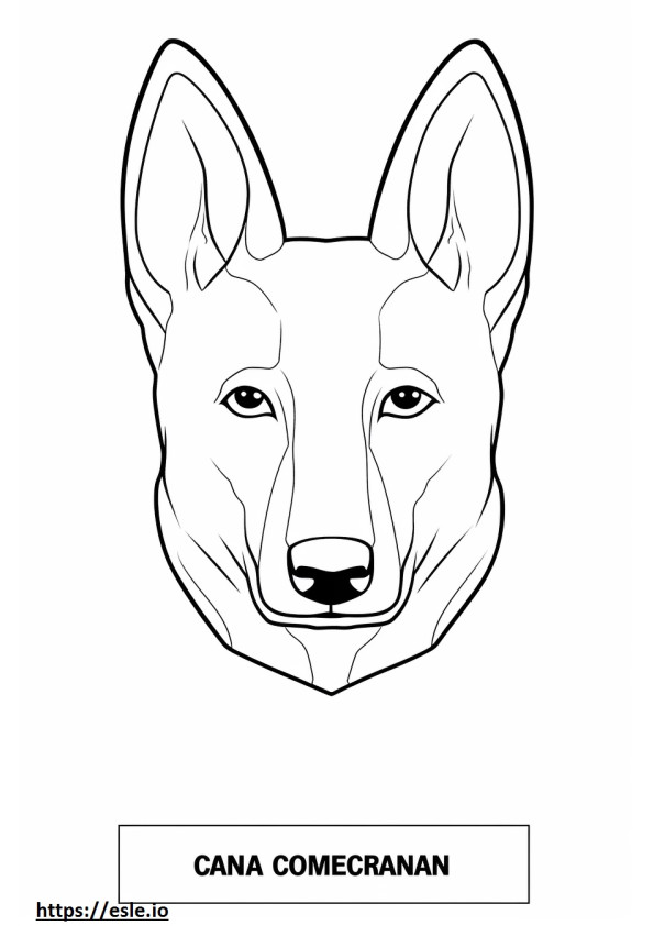 Cara de perro de Canaán para colorear e imprimir