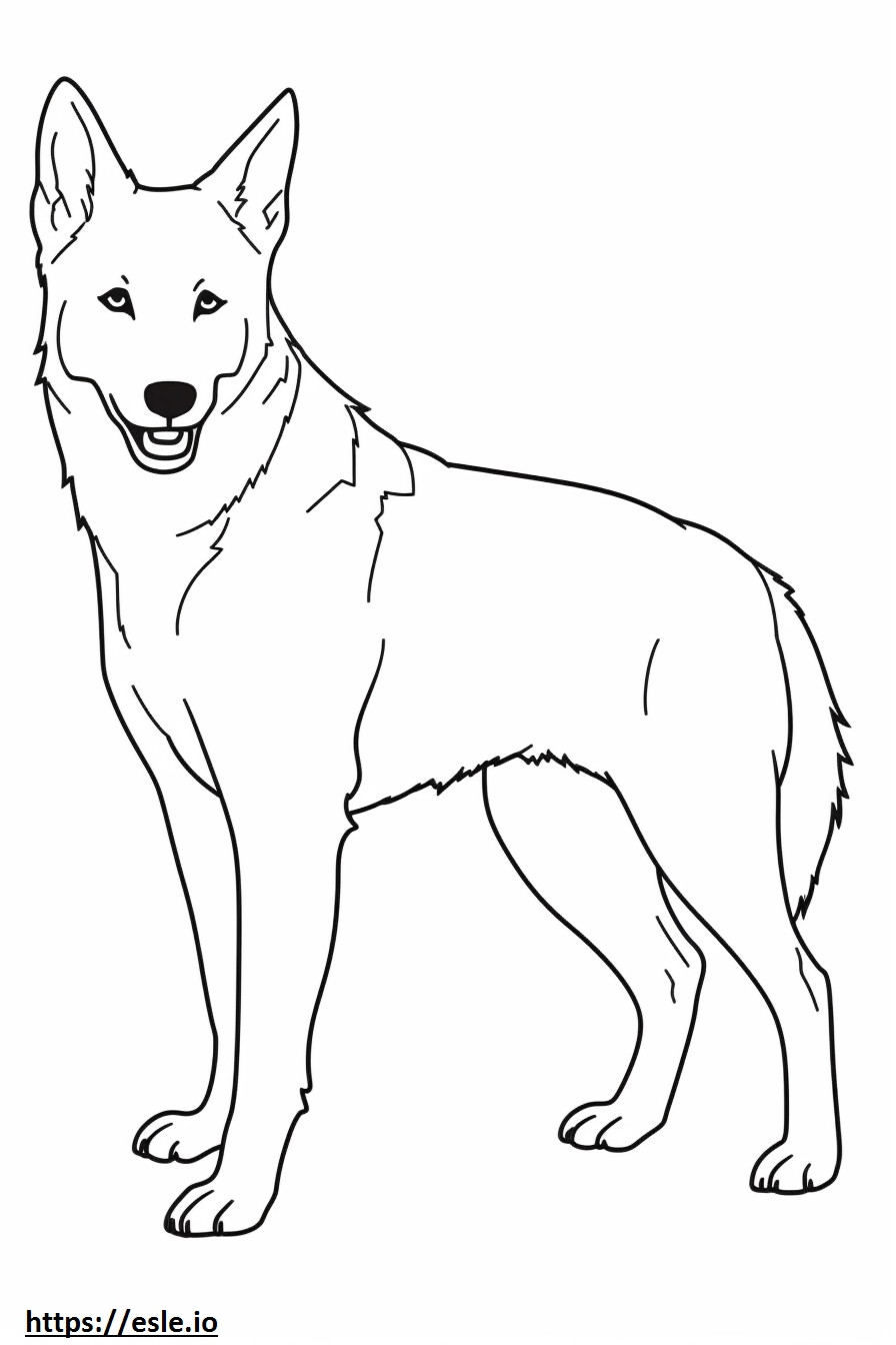 Cachorro Canaã de corpo inteiro para colorir