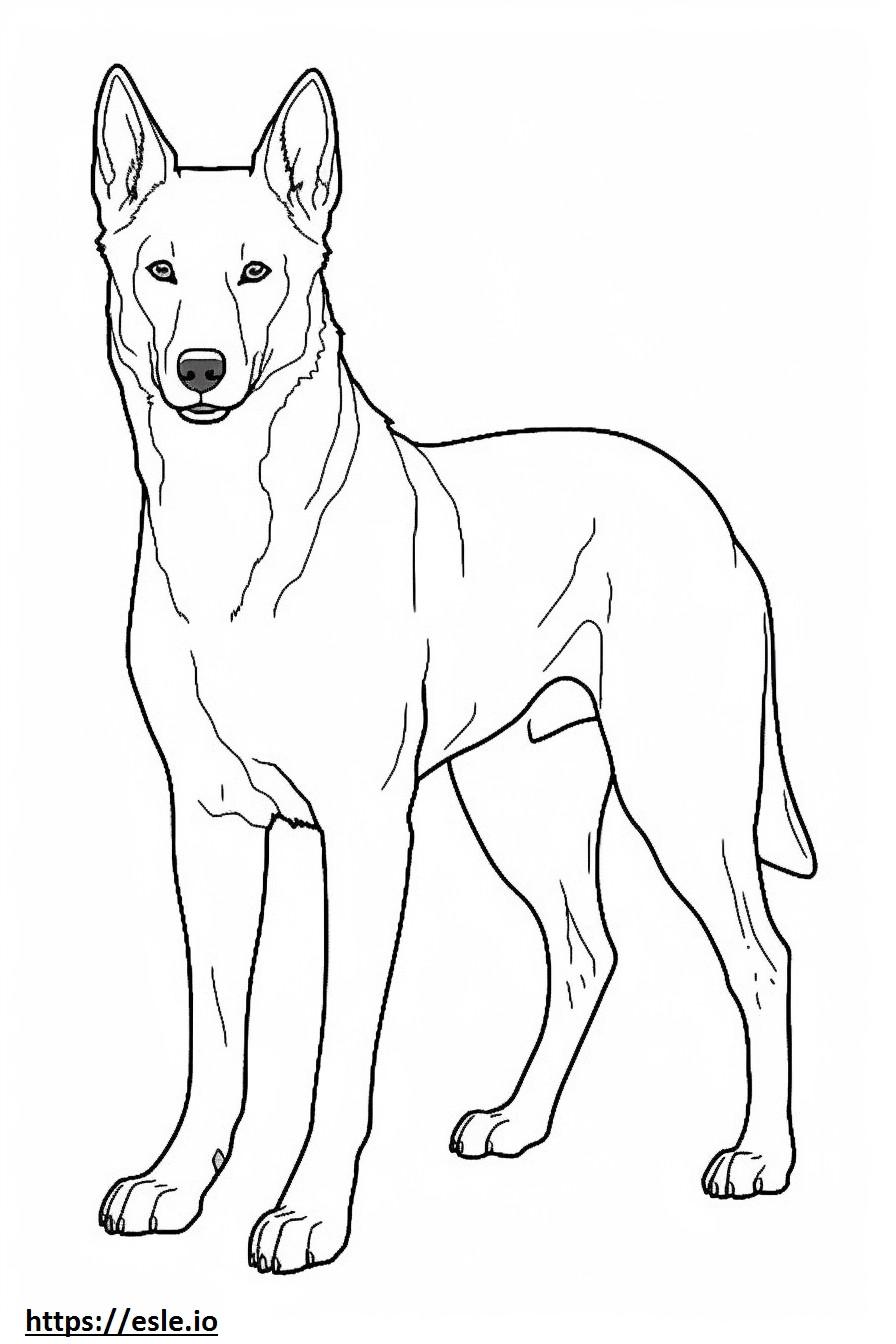 Cachorro Canaã de corpo inteiro para colorir