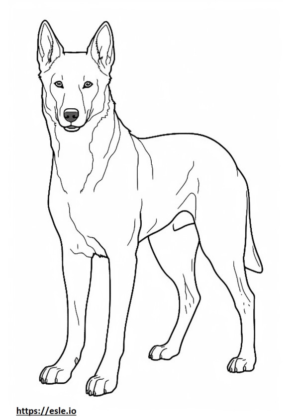 Canaan Dog full body coloring page
