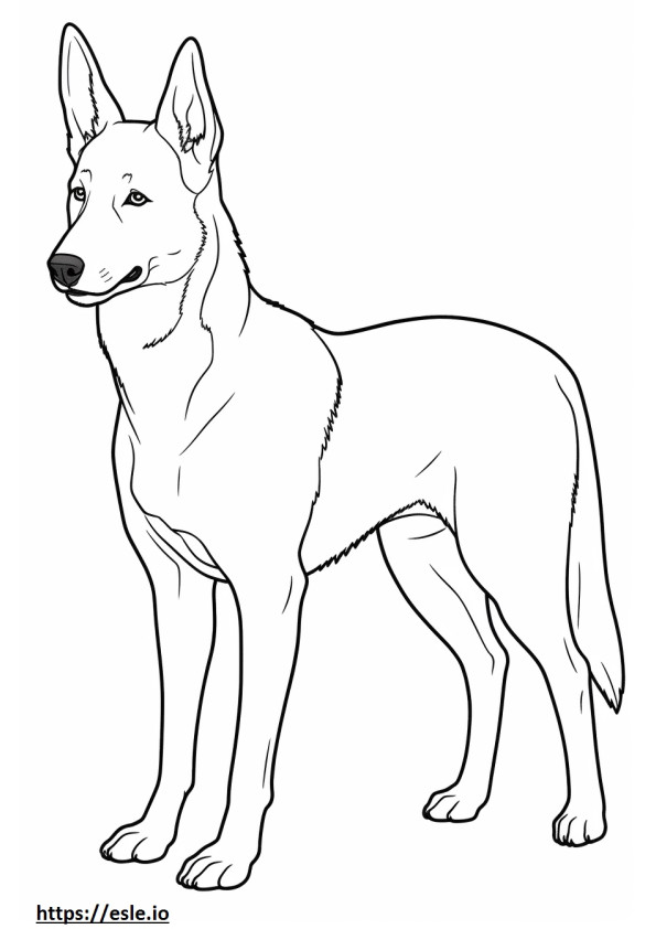 Canaan Dog full body coloring page