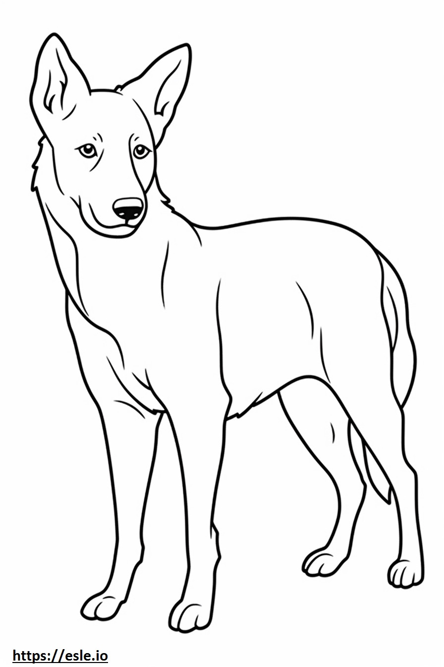 Canaan Dog baby coloring page
