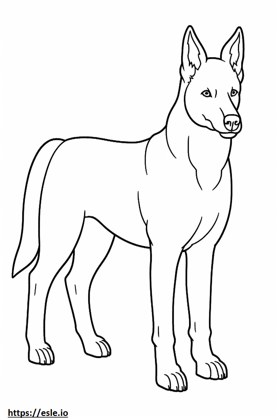 Cartone animato del cane Canaan da colorare