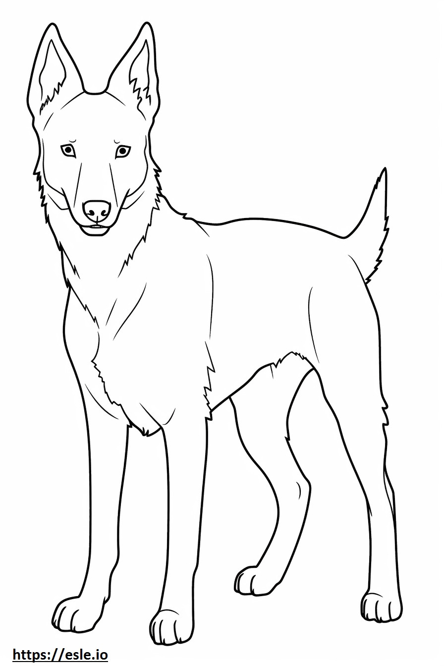 Desenho de Cachorro Canaã para colorir