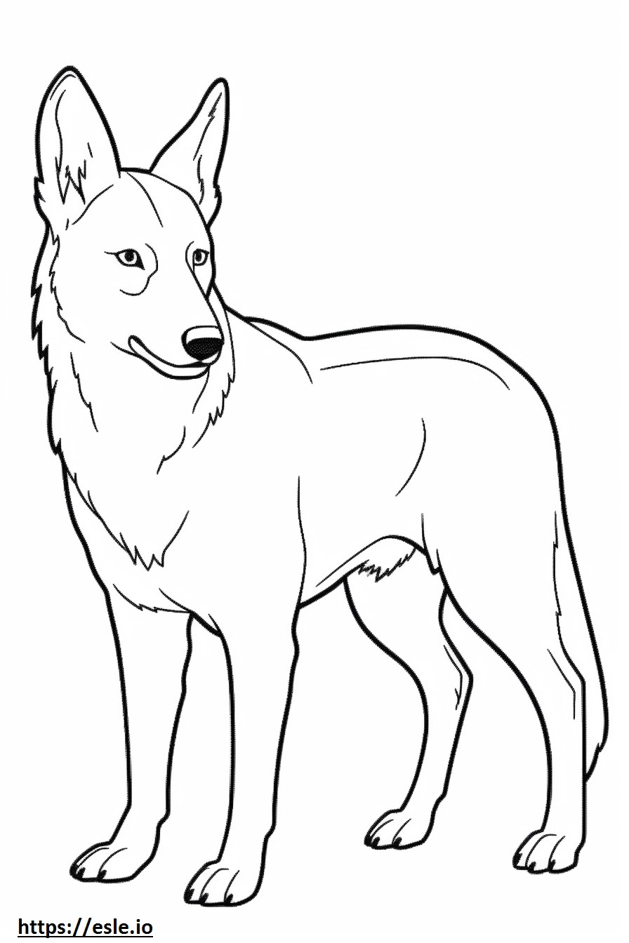 Coloriage Caricature de chien de Canaan à imprimer