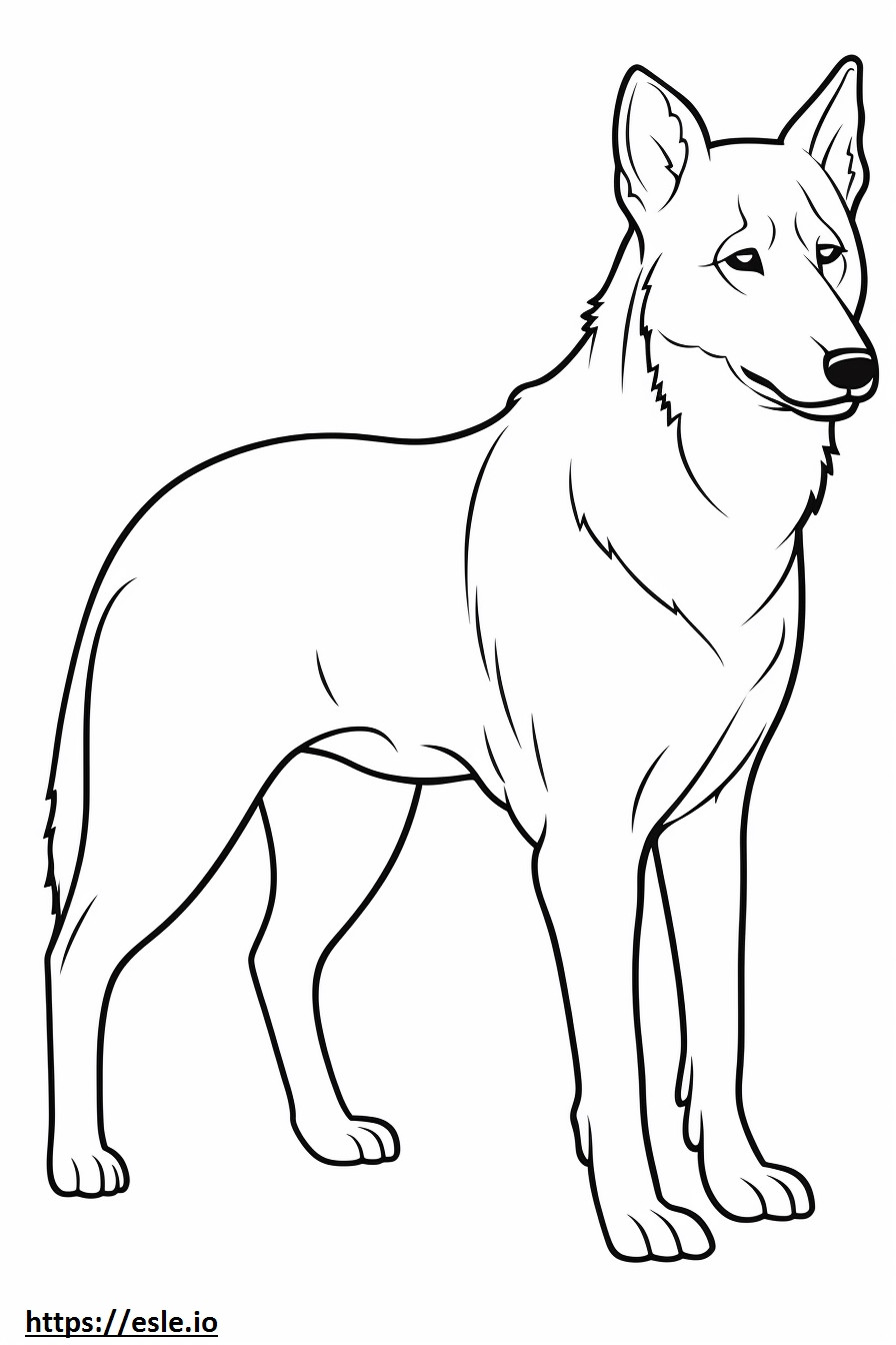Canaan Dog cute coloring page