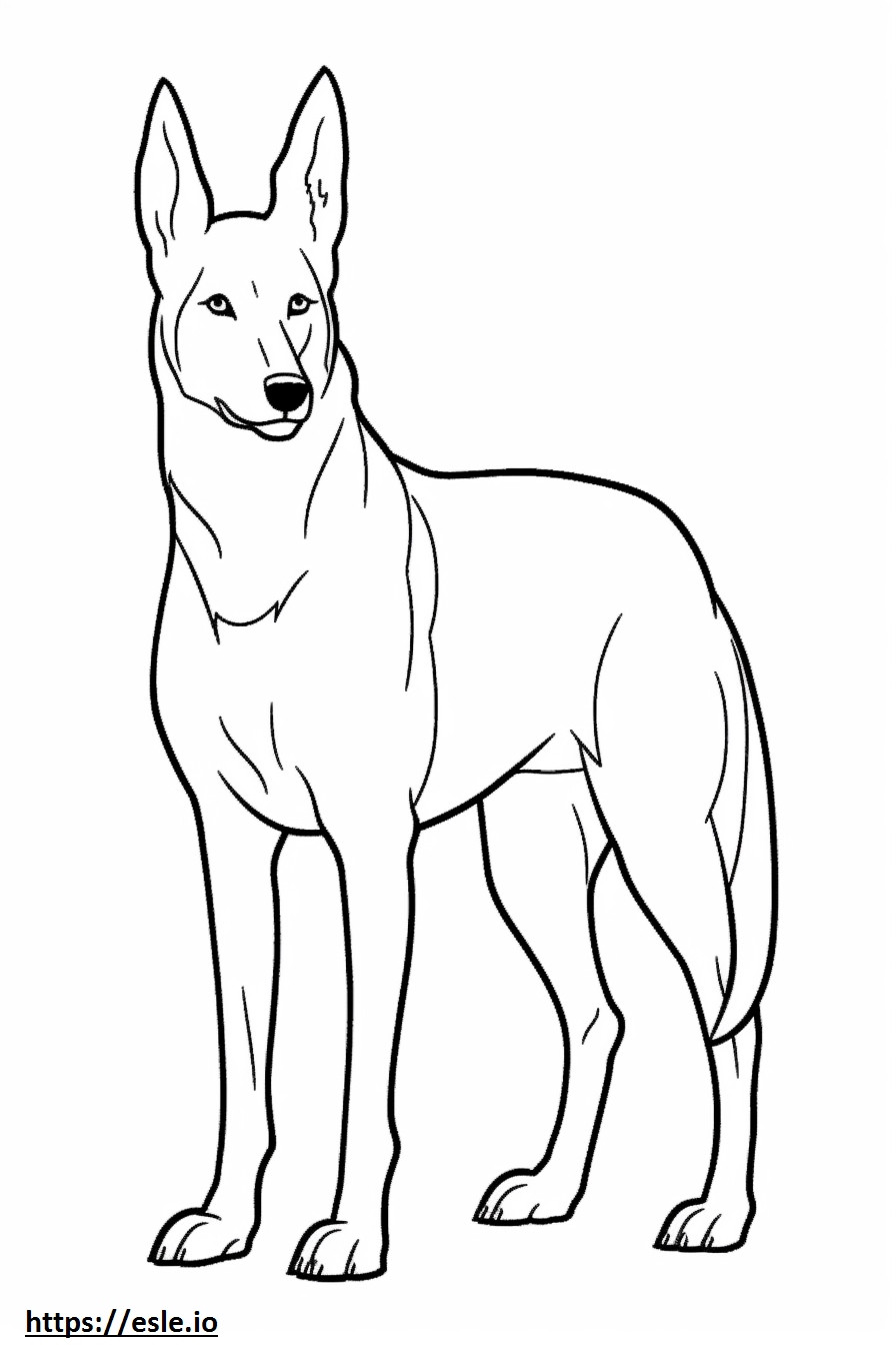 Cachorro Canaã fofo para colorir
