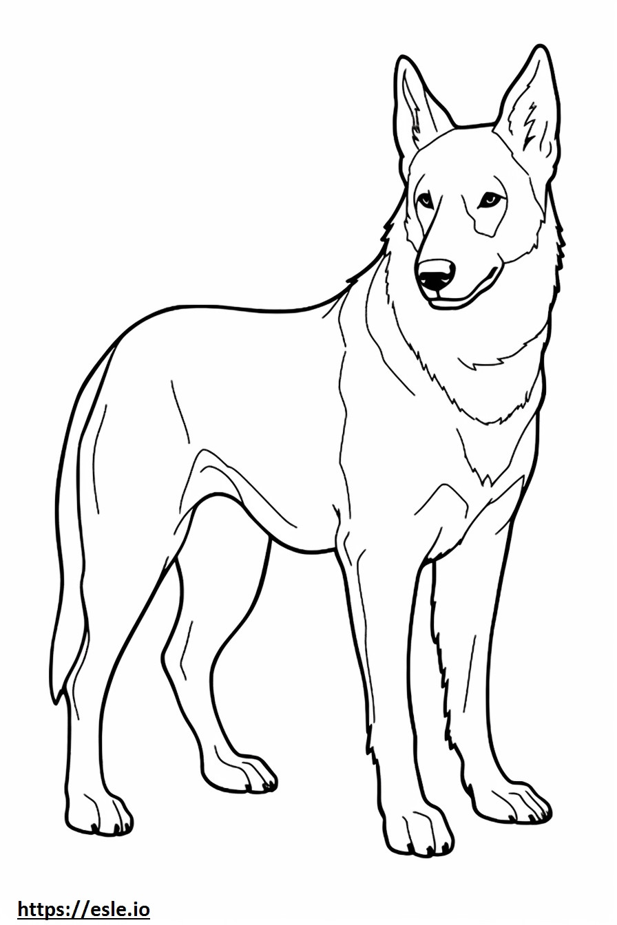 Cachorro Canaã fofo para colorir