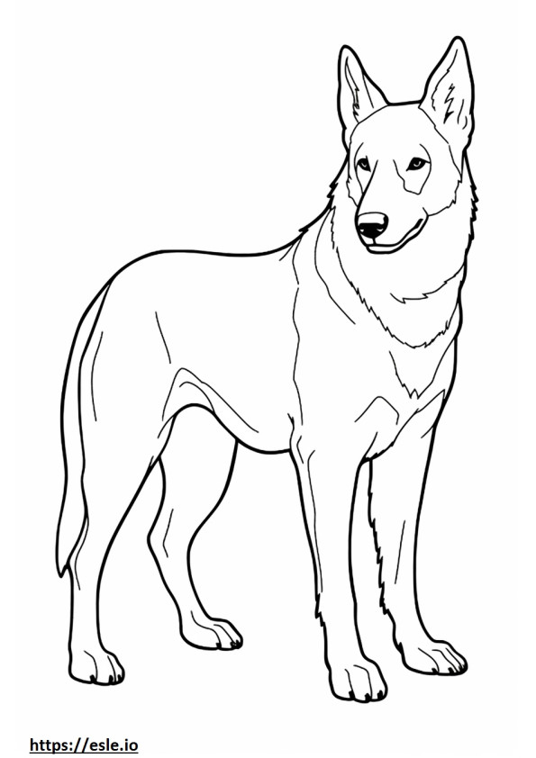 Canaan Dog cute coloring page