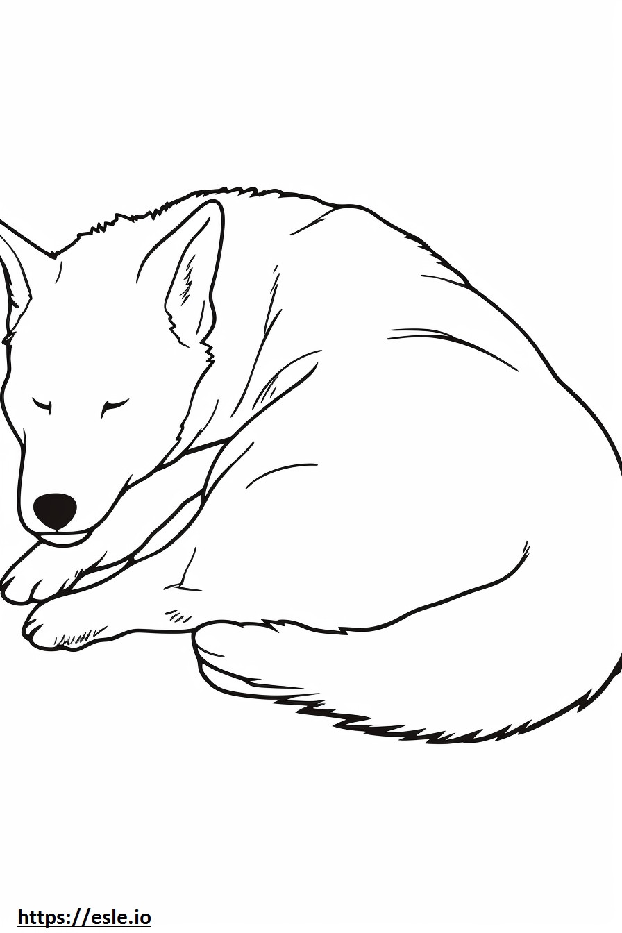 Cachorro Canaã dormindo para colorir