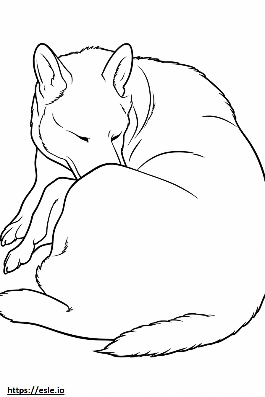 Canaan Dog Sleeping coloring page