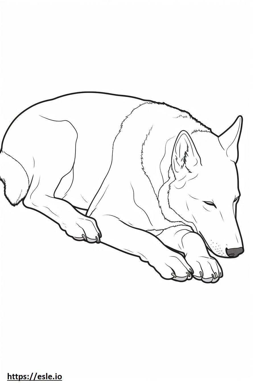 Canaan Dog Sleeping coloring page
