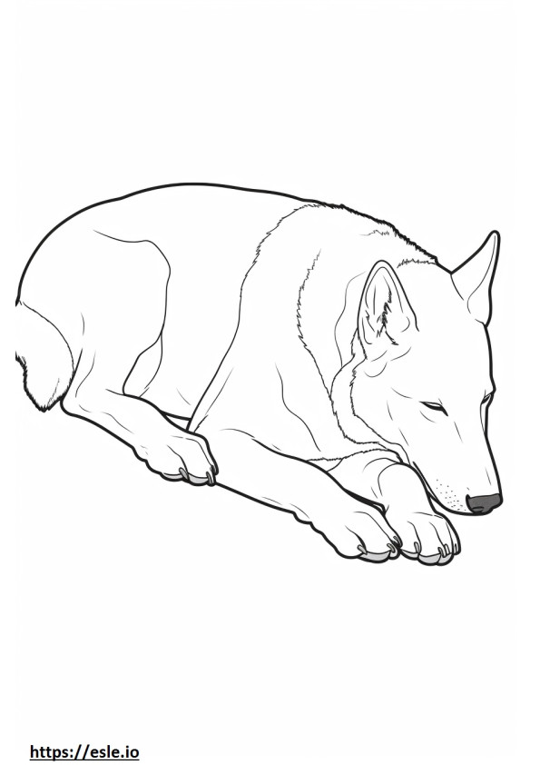 Canaan-hond slaapt kleurplaat