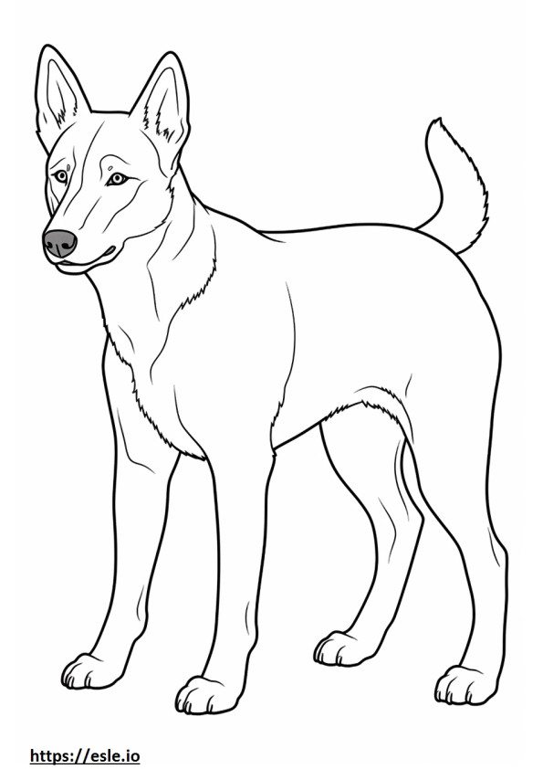 Canaan Dog Playing coloring page