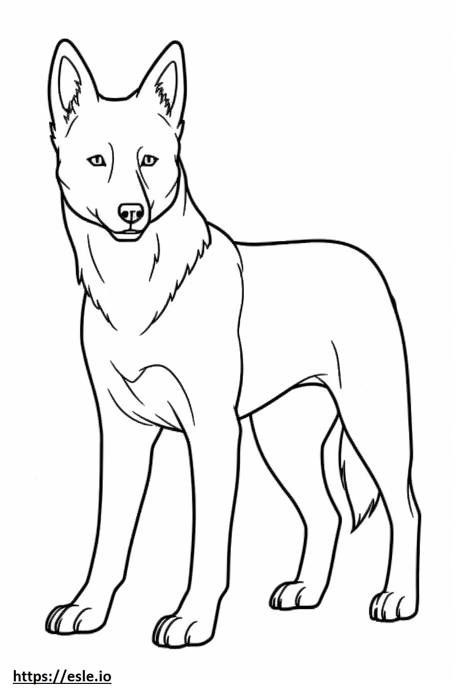 Cachorro Canaã Kawaii para colorir