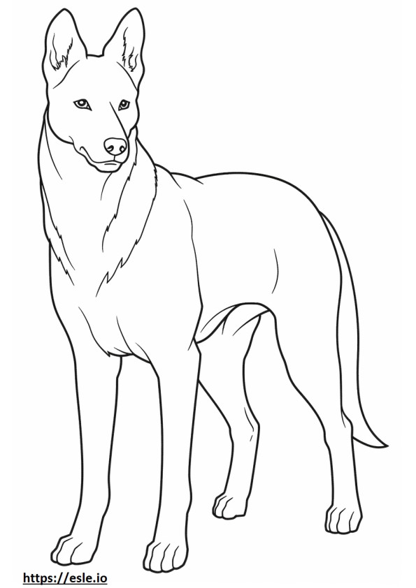 Canaan Dog Friendly coloring page