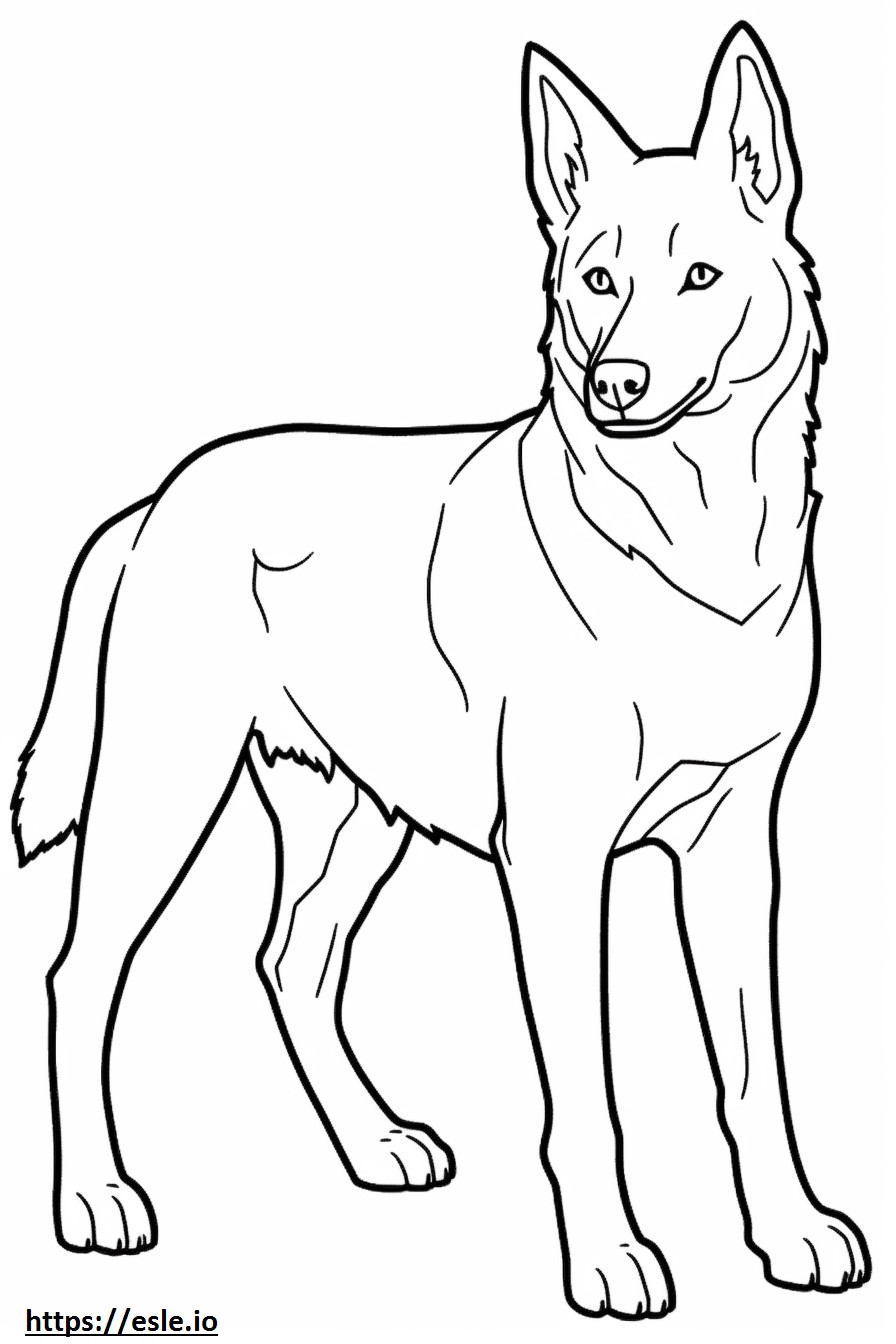 Canaan Dog Friendly coloring page