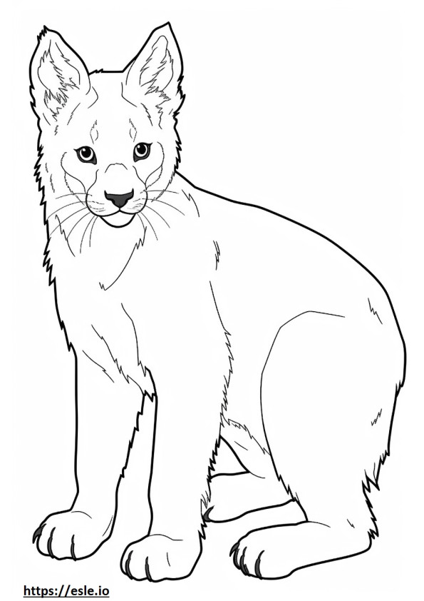 Coloriage Bébé Lynx du Canada à imprimer