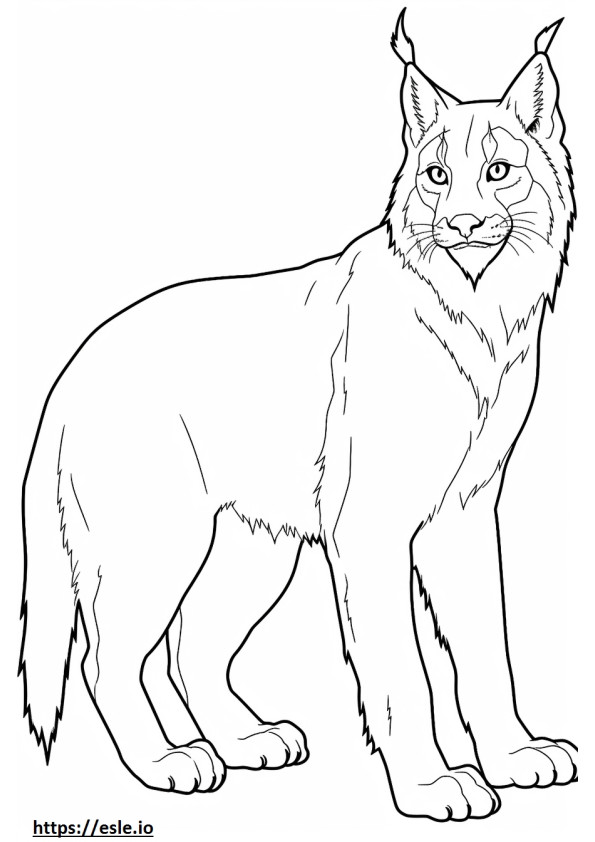 Coloriage Lynx du Canada mignon à imprimer