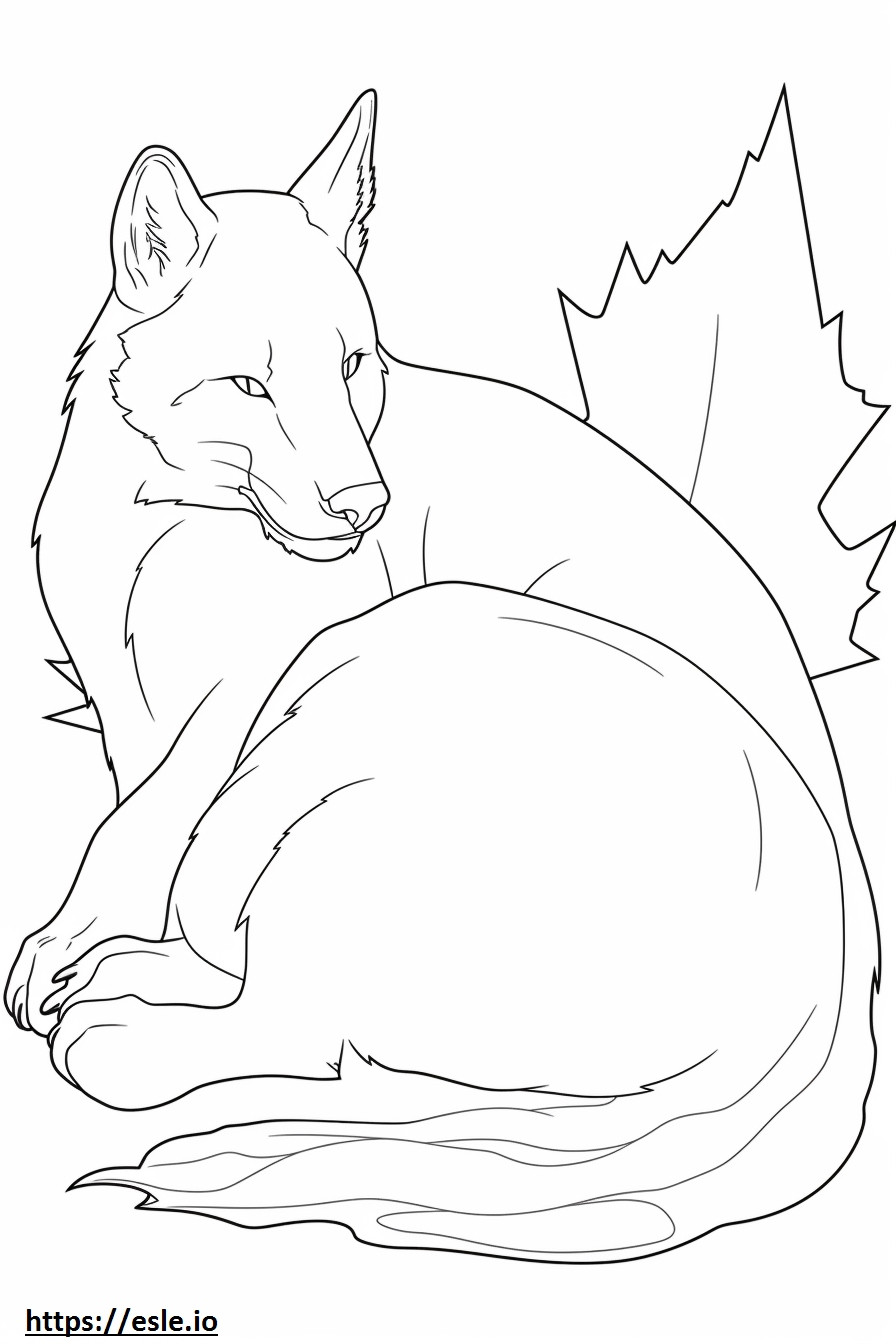 Canada Lynx Sleeping coloring page