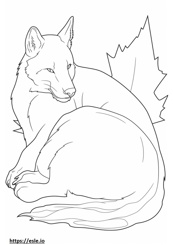 Canadese Lynx slaapt kleurplaat