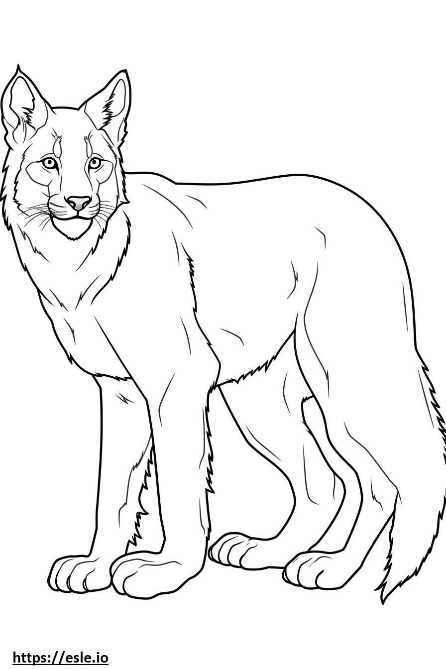 Canada Lynx Playing coloring page