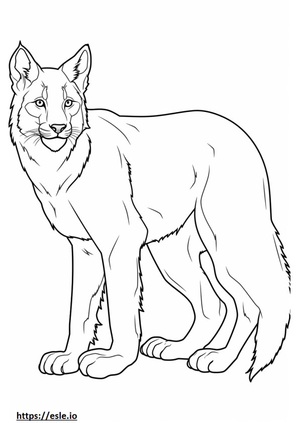 Coloriage Lynx du Canada jouant à imprimer