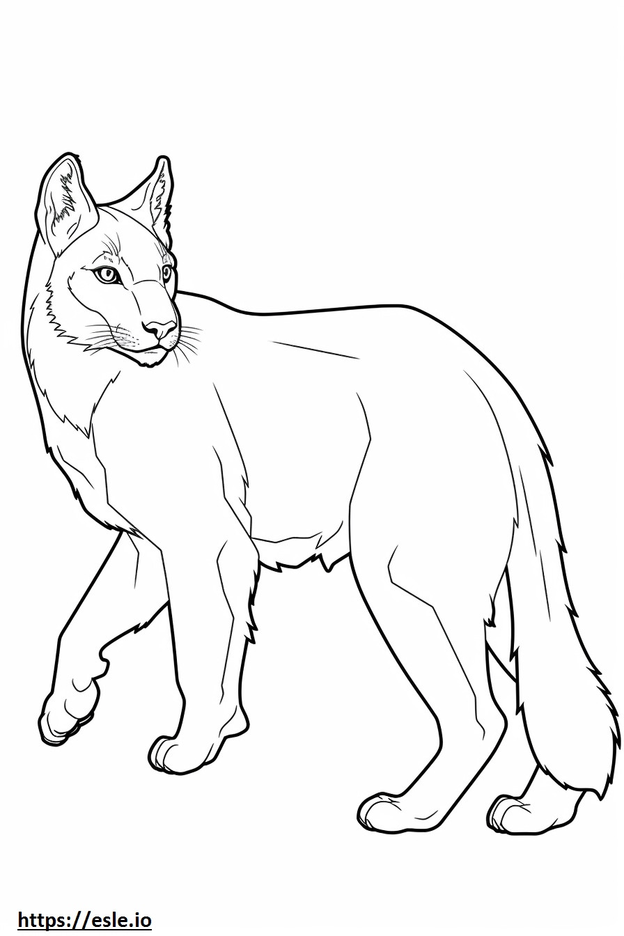 Canada Lynx Friendly de colorat