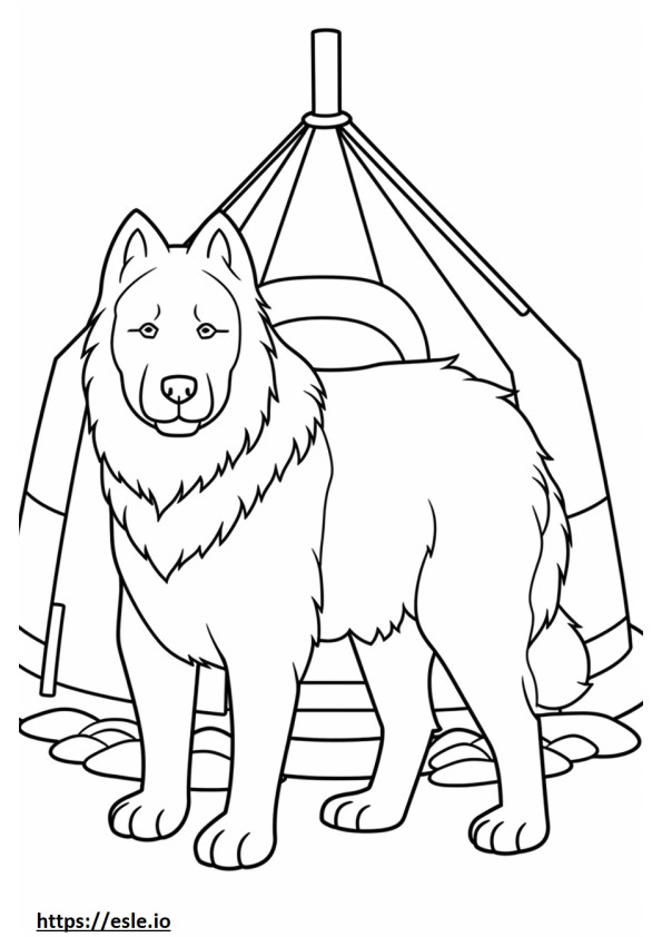 Canadian Eskimo Dog Playing coloring page