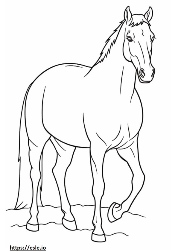 Canadian Horse Friendly coloring page