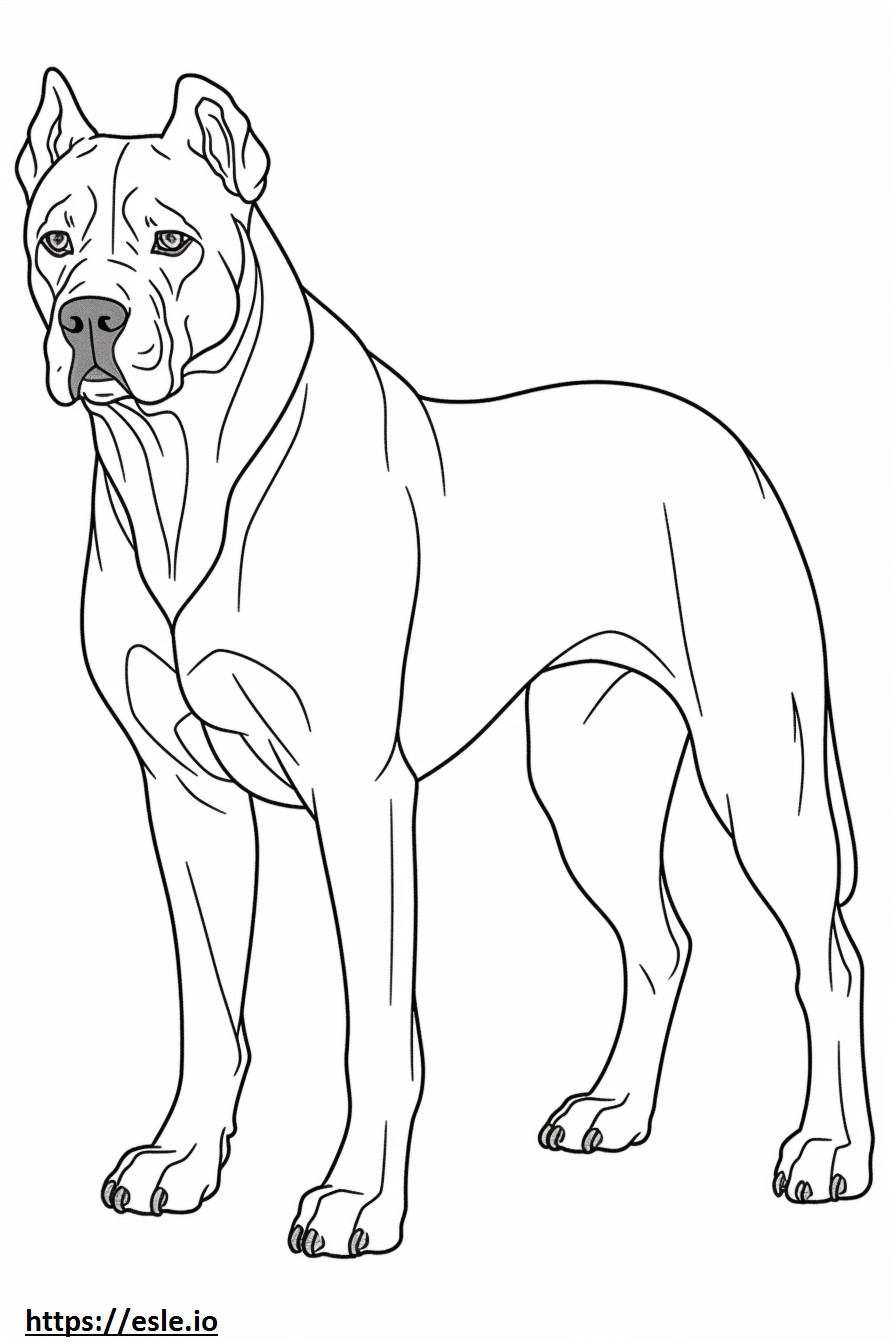 Cane Corso full body coloring page