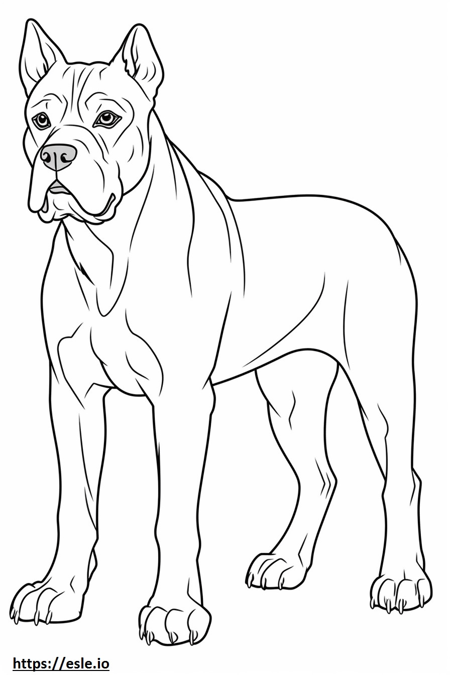 Cane Corso Playing coloring page